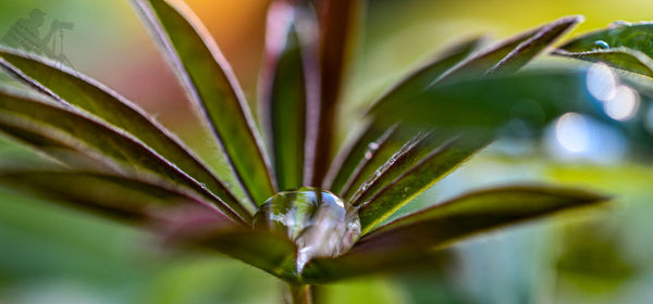 Close-up of dew on plant