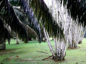 Palm trees on field