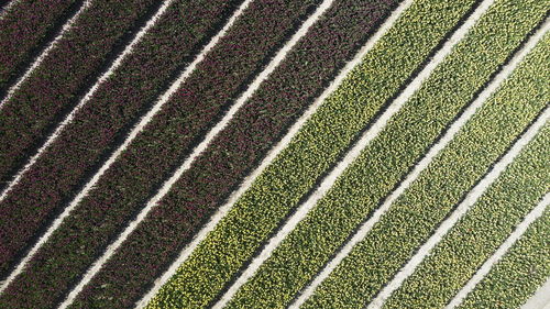 Full frame shot of agricultural field