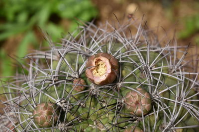 Close-up of succulent plant on land