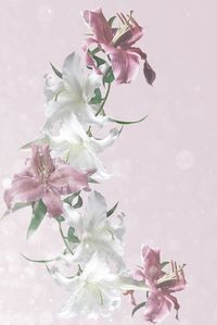 Close-up of pink cherry blossom against white background