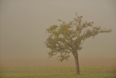 Tree on field against sky during foggy weather