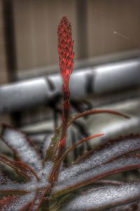 Close-up of plant against blurred background