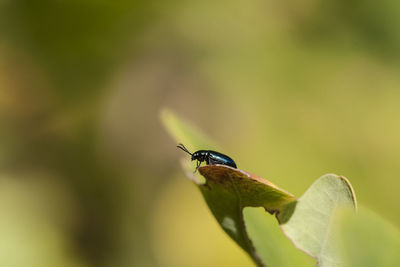 Close-up of insect on leaf