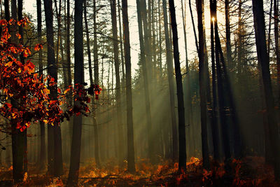 Trees in forest against sky