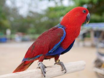 Close-up of parrot perching on railing