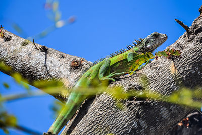 Close-up of lizard on tree against blue sky