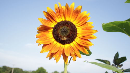 Low angle view of sunflower against sky