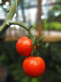 Close-up of cherries on plant
