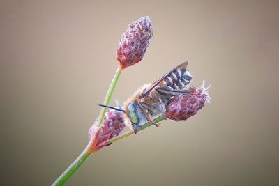 Close-up of insect on flower