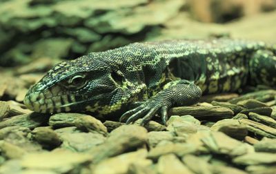 Close-up of lizard