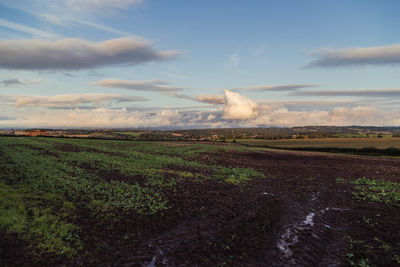 Scenic view of field against sky