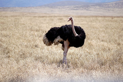 Ostrich bird on field with open beak