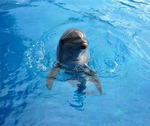 Woman swimming in pool