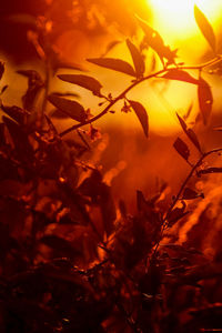 Close-up of leaves on plant