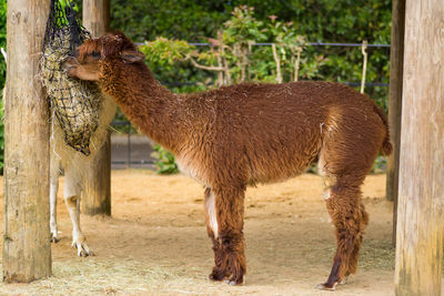 Alpaka eating in a zoo