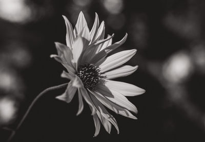Close-up of flower against blurred background