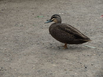 Close-up of bird on sand