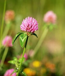 Close-up of pink flower