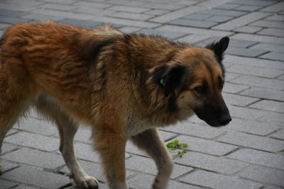 dog