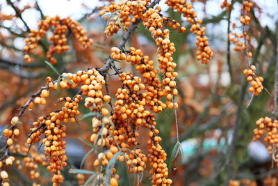 Close-up of yellow flowers