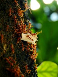 Close-up of insect on plant