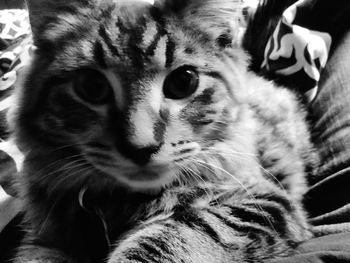 Close-up portrait of cat