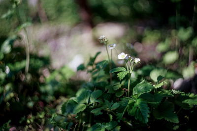 Close-up of flowering plant