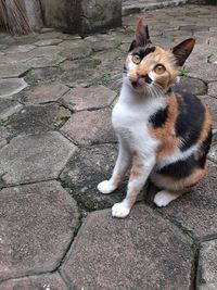 Gotik cat melihat saya untuk makan 