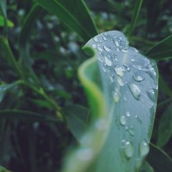 Close-up of raindrops on leaf