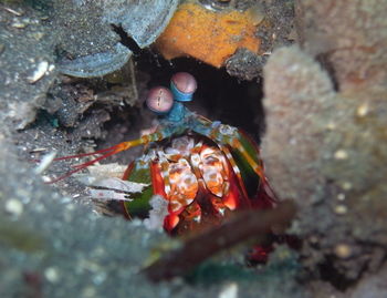 Close-up of crab in sea