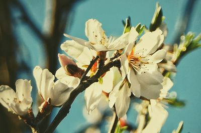 Close-up of white flowers on tree