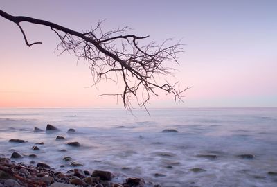 Romantic atmosphere, colorful sunset at sea. stony beach with bended tree and hot pink sky.
