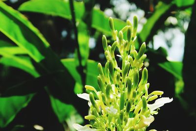 Close-up of flowering plant