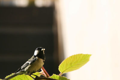 Close-up side view of a bird on stem