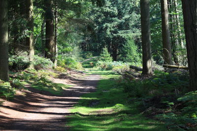 Trail amidst trees in forest