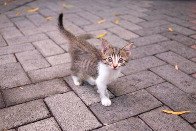 Portrait of stray kitten on footpath
