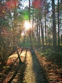 Sunlight streaming through trees in forest