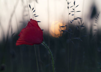 Close-up of red flowering plant