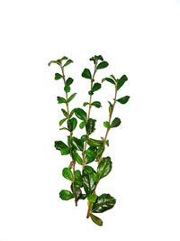 Close-up of plant against white background