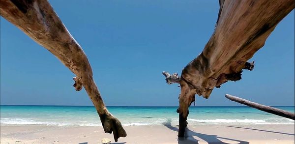 Driftwood on beach against clear sky