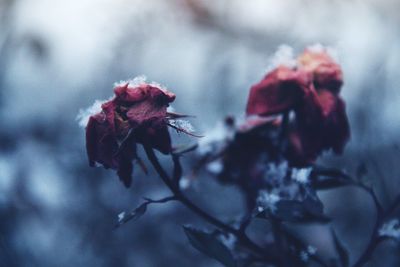 Close-up of wilted rose in snow