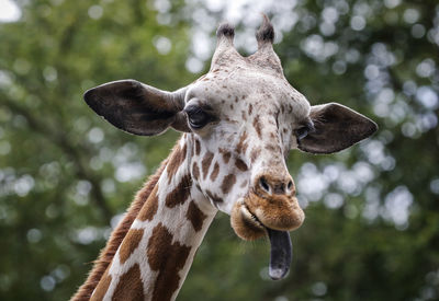 Close-up of giraffe