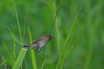 Close-up of butterfly perching on grass