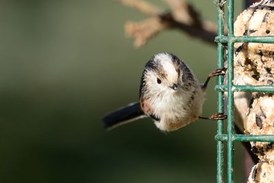 Close-up of bird perching outdoors