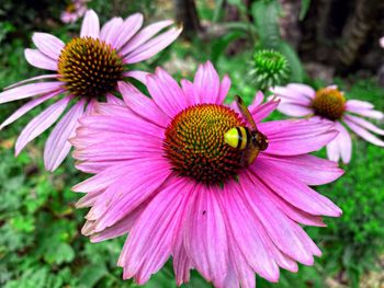 Close-up of purple coneflower