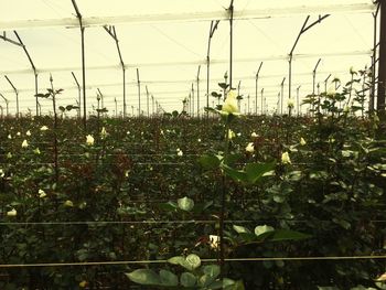 Plants growing in greenhouse