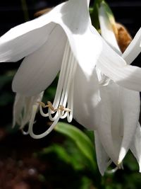 Close-up of white flowering plant