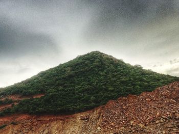 Ivy on mountain against sky