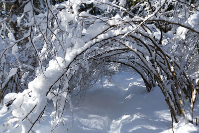 Snow covered bare tree against sky